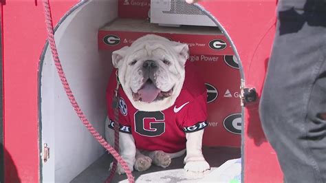 Georgia Bulldogs mascot history | Meet Uga | 11alive.com