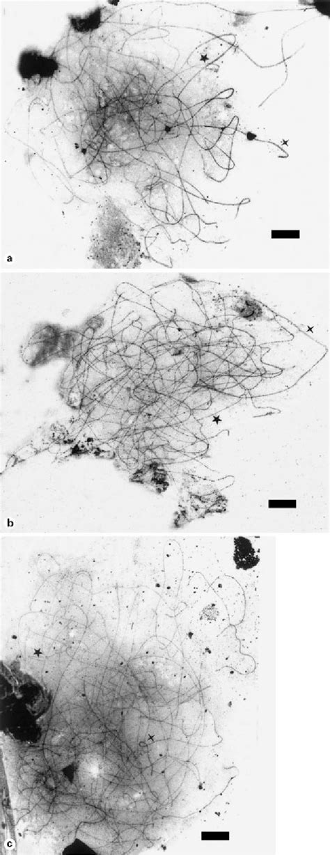 Figure 1 from Synaptic behaviour of hexaploid wheat haploids with ...