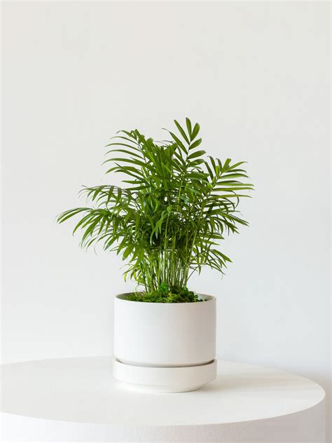 6 Perfect Plants For A Baby’s Nursery — Plant Care Tips and More · La ...