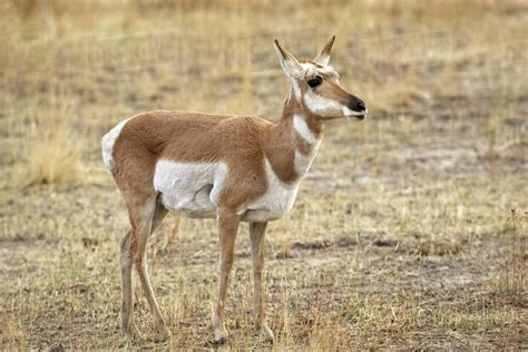 A female pronghorn antelope stands on the grassy prairie in western ...