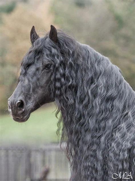 12 Terrifying Long Haired Horses And What They're Hiding | Animals ...