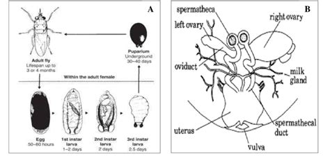 Tsetse Fly Life Cycle