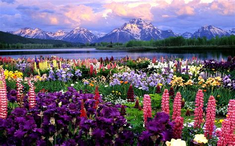 Spring Flowers - Wallpaper, High Definition, High Quality, Widescreen