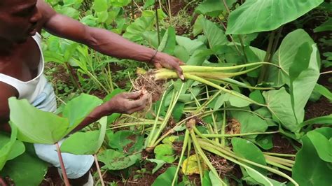 Planting Eddoes in the mountain - YouTube