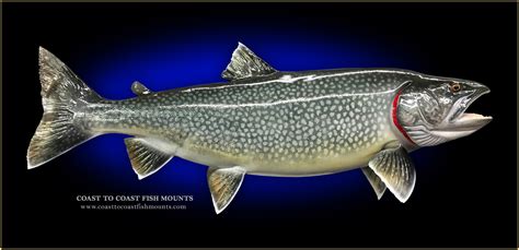 Lake Trout Fish Mounts & Replicas by Coast-to-Coast Fish Mounts