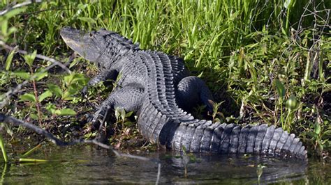 Alligator, Wakulla Springs State Park 036 | American alligat… | Flickr