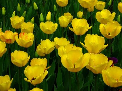 Cool Wallpapers - Yellow Tulips ~ Cool Wallpapers