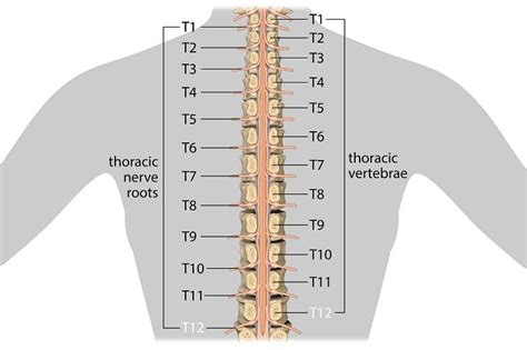 T12 Spinal Cord Injury: What is the Recovery Outlook? | Flint Rehab