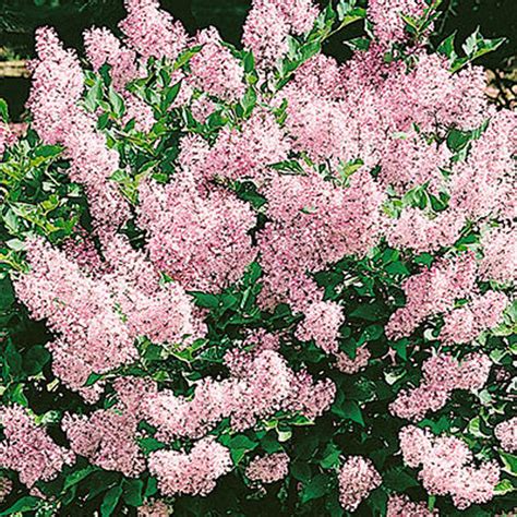 Lilac Shrubs For Sale | Plant Addicts