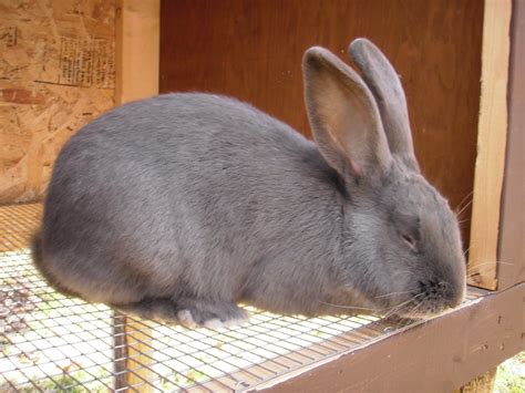 Flemish Giant Rabbit: Facts, Temperament, Care, Pictures