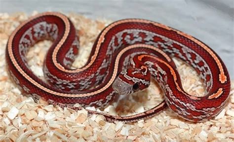 30+ Beautiful Corn Snake Morphs & Colors (With Pictures)