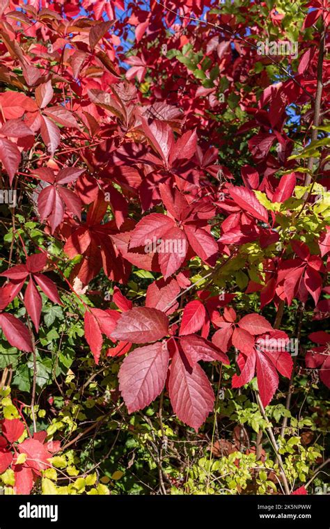 Virginia creeper (Parthenocissus quinquefolia) in vibrant fall color on ...