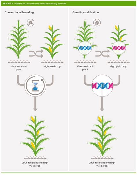 Five uses of plant breeding in agriculture.