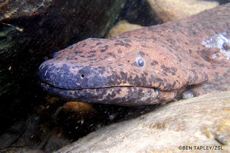 Japanese Giant Salamander Eggs