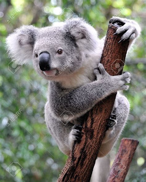 Koala Images, Stock Pictures, Royalty Free Koala Photos And Stock ...