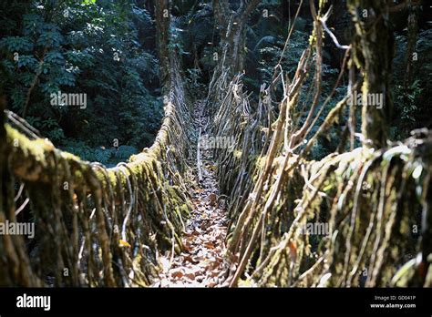 Living Root Bridge Stock Photo - Alamy