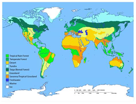 Map Of Biomes Of The World | Draw A Topographic Map