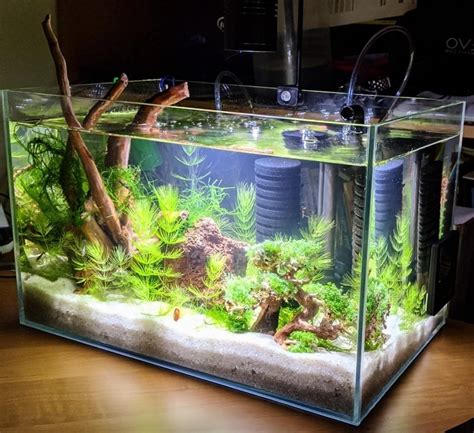 5 Shrimp Tank Setups You Need To Try - The Aquarium Keeper