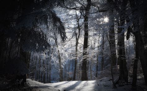 Snowy Dark Forest Wallpaper ·① WallpaperTag