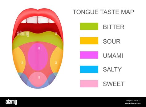 Realistic Tongue With Basic Taste Tasting Map In Human Mouth Sw By ...