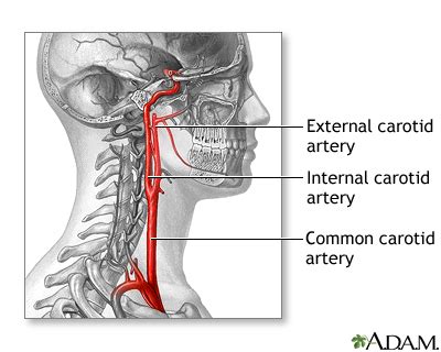 Arteries In Neck : 2 Carotid Ultrasound Anatomy 123 Sonography / At the ...