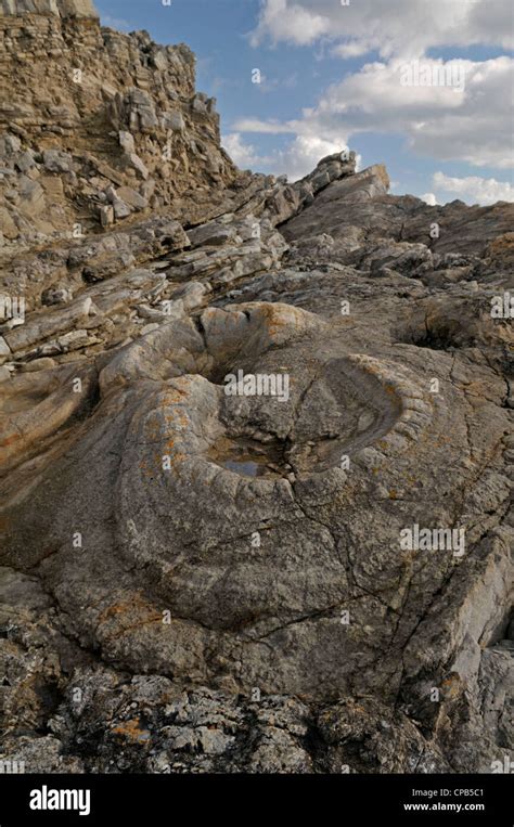 Fossil Forest, Lulworth Cove, Dorset, Engalnd Stock Photo - Alamy