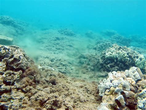 Polluted groundwater eroding Hawaiian coral reefs, study shows ...