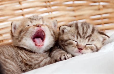 Why do Cats Yawn? - PetStayAdvisor