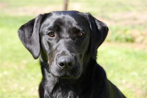 88+ Golden Retriever And Black Lab Mix Puppies - l2sanpiero