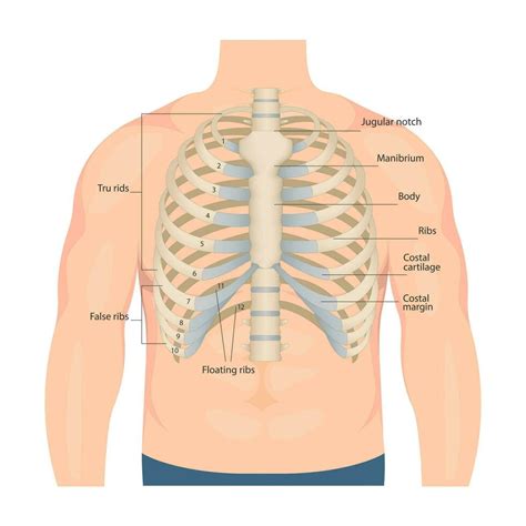 Bones of the human chest. Bones of the chest with the name and ...