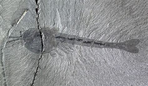 Scientists Identify a Mineral Signature for Burgess Shale-Type Fossils