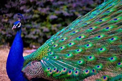 Significance of Peacock Feather in Hinduism