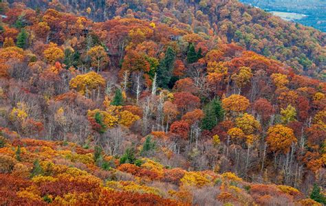 Shenandoah National Park Fall Foliage in Virginia 2024 - Rove.me