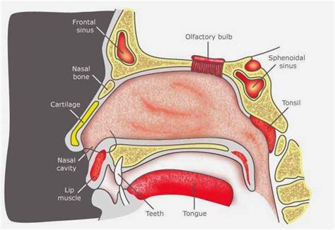 Human Anatomy Nose Diagram - Health Images Reference