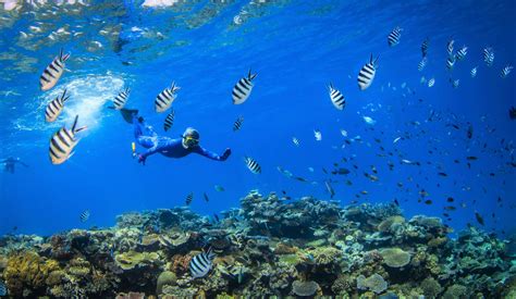 great-barrier-reef-snorkeling - Great Barrier Reef Liveaboards