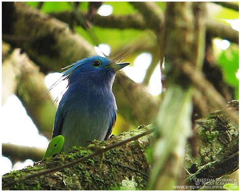 Celestial Monarch video | Philippine Bird Photography Forum