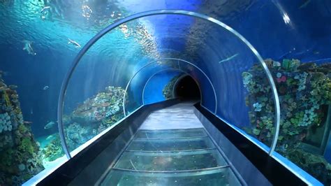 Tunnel with fish. Fun for kids to look at. National Aquarium Denmark ...