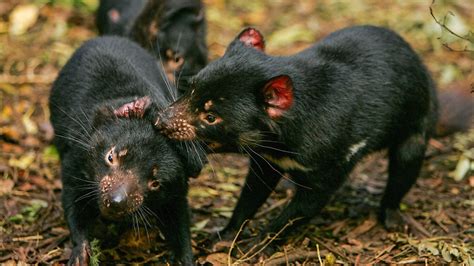 A facial cancer spreading through Tasmanian devil populations has ...