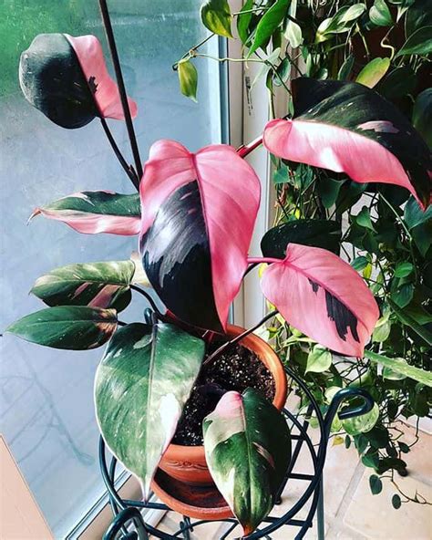 Pink Princess Philodendron: 11 Critical Problems & Fixes!