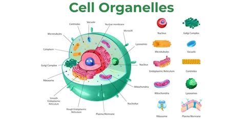 Cell Organelles - Structure, Types and their Functions