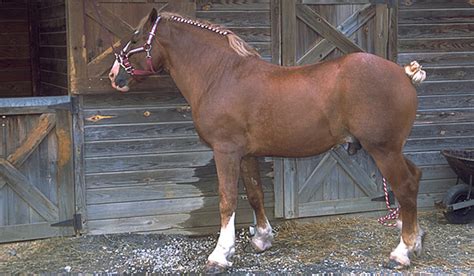 Belgian Draft Horse | Horse Breeds