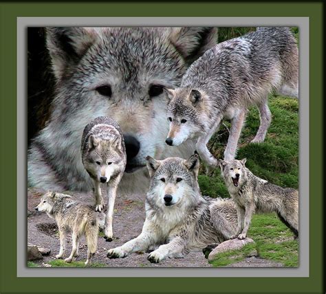 Montana Wolf Pack Photograph by Thomas Woolworth