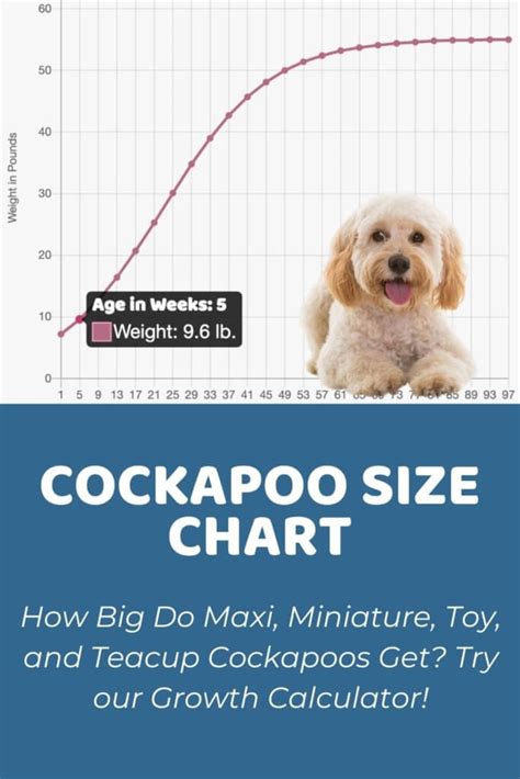 Cockapoo Size Chart for Maxi, Miniature, Toy, and Teacup Cockapoos