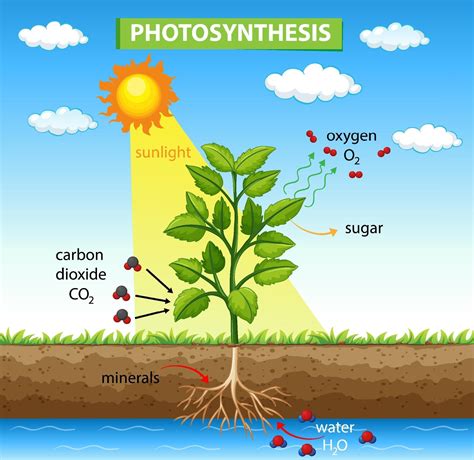 Diagram showing process of photosynthesis in plant 2189173 Vector Art ...