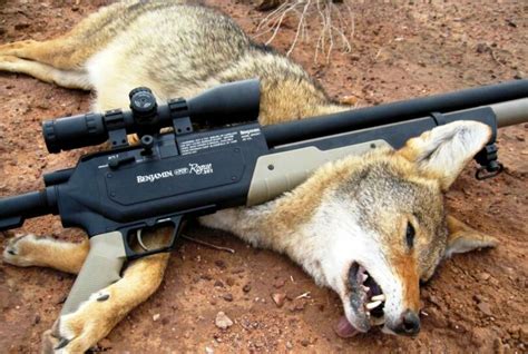 Coyote Hunting: Tips & Tricks That Will Give You The Advantage