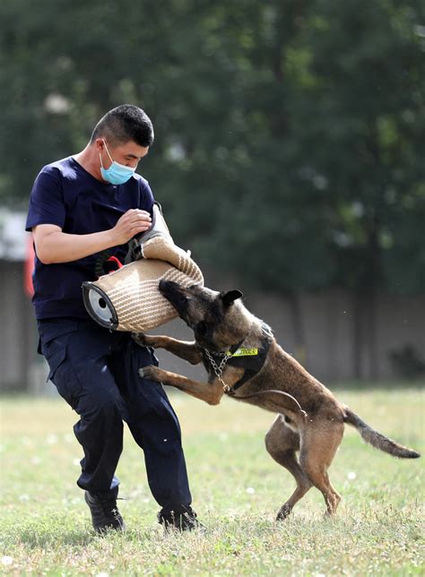 Police dogs train in Beijing - Chinadaily.com.cn