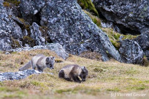 Two arctic fox cubs playing 1 - Gesser Images and Photography