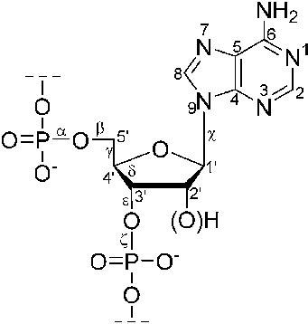 The structure of a (2 0-deoxy)ribonucleotide fragment with atom ...