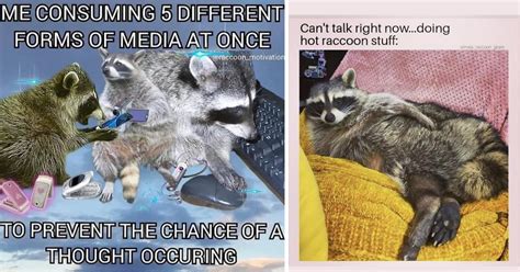 Chaotic Raccoon Memes For Lovers of Trash Pandas - Memebase - Funny Memes