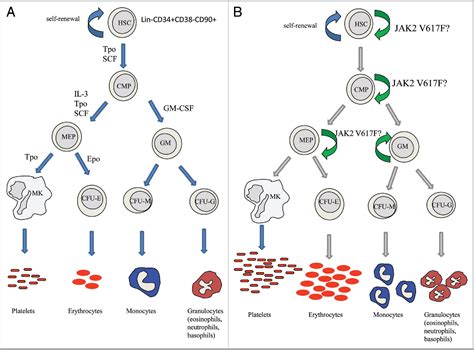 Figure 2 from The JAK-STAT pathway and hematopoietic stem cells from ...